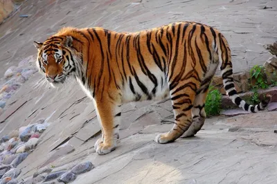 Самый большой кот на нашей планете и символ текущего года - тигр! Раньше  они были ещё больше! | Интересная природа | Дзен