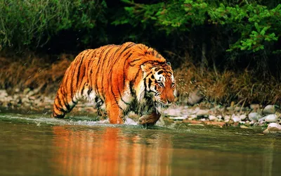 Самый большой в мире тигр по имени Геркулес