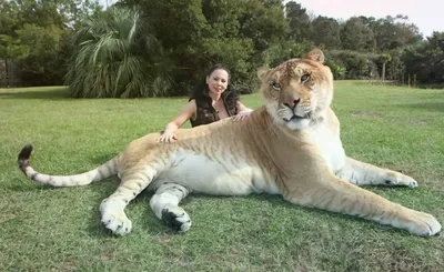 Самый большой тигр в природе - 67 фото