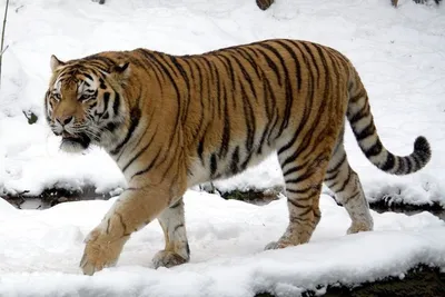 Самый большой тигр в мире - 68 фото