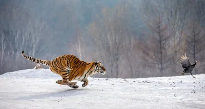 В Хабаровском крае поймали тигра, нападавшего на собак - Российская газета
