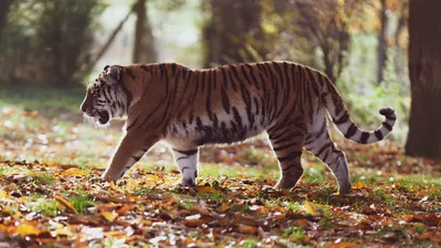 Altaica Тигра пантеры амурского тигра самый большой тигр лежит и смотрит на  окрестности Стоковое Фото - изображение насчитывающей развилки, сторона:  189994884