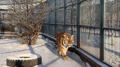 Самый маленький живой тигр в мире…» — создано в Шедевруме