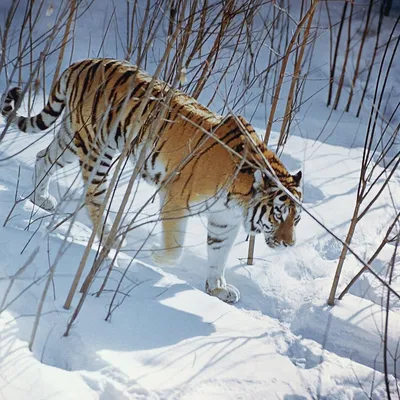 Большой тигр: самый крупный хищник на Земле» — создано в Шедевруме