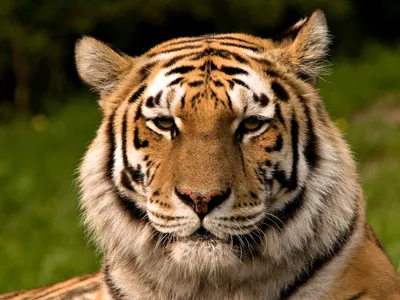 Россия лишилась Чудовища. Амурский тигр-исполин, вероятно, ушел навсегда |  Природа | Общество | Аргументы и Факты