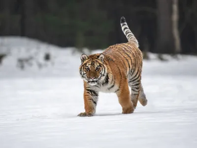 Самый большой тигр России исчез: Звери: Из жизни: Lenta.ru