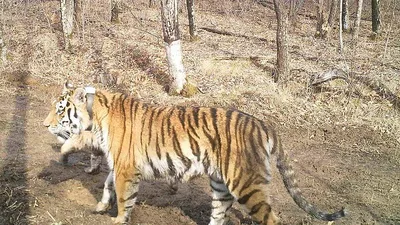 Амурский тигр: как живет самая большая хищная кошка | Пикабу