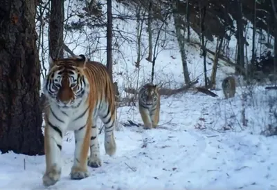 Амурские тигры держат в страхе жителей Хабаровского края и Амурской области