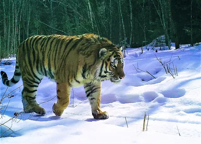Тигры-подростки попали на камеру фотоловушки в Приморском крае - Новости РГО