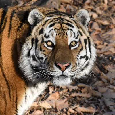 Амурский тигр - самый большой в мире | ФГБУ \"Земля леопарда\" | Дзен