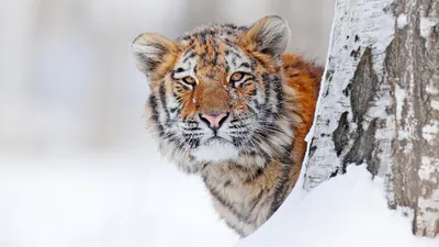 Следы амурского тигра обнаружили в юго-восточной части Якутии -  Информационный портал Yk24/Як24