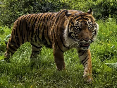 Тигр самый сильный - картинки и фото koshka.top