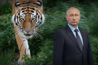 Число амурских тигров на \"Земле леопарда\" стало самым большим в мире -  Новости РГО