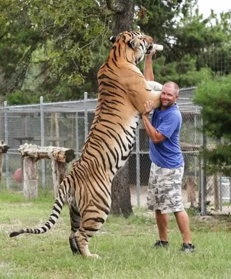 Самый большой тигр России исчез: Звери: Из жизни: Lenta.ru