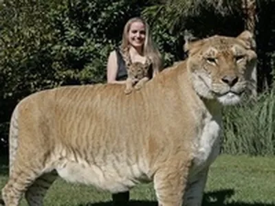 Лигр - самая большая кошка в мире. | Пикабу