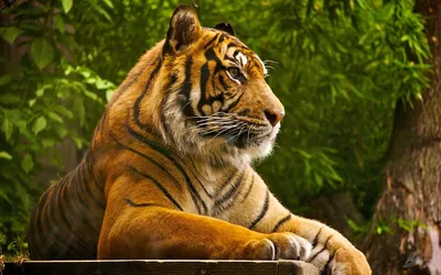 Лев или тигр: кто самый большой и сильный?» — создано в Шедевруме