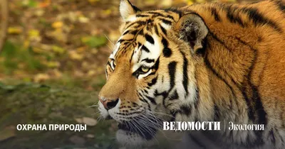 Специалисты впервые за последние 50 лет обнаружили в Якутии следы амурского  тигра - ТАСС