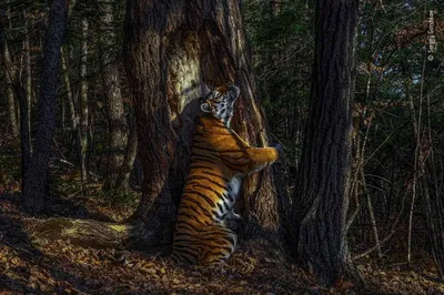 сибирский тигр пантера тигриса альтаика в парке Стоковое Изображение -  изображение насчитывающей опасность, шерсть: 229815823