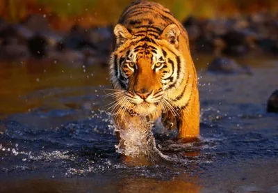 На «Земле леопарда» стало больше тигров - Ведомости.Экология