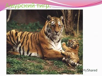 Самые Большие Тигры в Мире. Топ 10 - YouTube