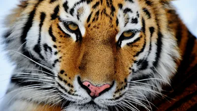 Презентация на тему: \"Амурский тигр.. Амурский тигр самый крупный тигр в  мире. И единственный из тигров, освоивший жизнь в снегах. Амурский тигр  один из самых малочисленных.\". Скачать бесплатно и без регистрации.