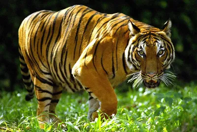 Эксклюзивный экотур \"Тропами амурского тигра\" - Дерсу Узала. Фонд развития  экотуризма