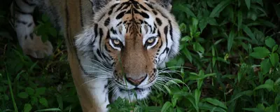 7 фактов об амурском тигре, самом свирепом жителе Дальнего Востока - Узнай  Россию