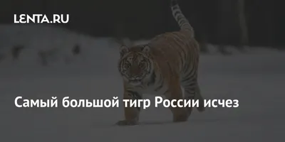 сибирский тигр, самый большой кот в мире, пересекающий лугу, полную жёлтых  цветов прямо к камере Стоковое Изображение - изображение насчитывающей  место, добыча: 235363485