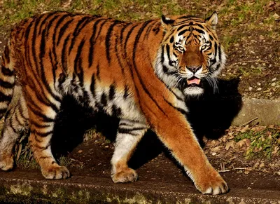 В 2021 году в Индии погибло 126 тигров. Это рекорд за все время наблюдений