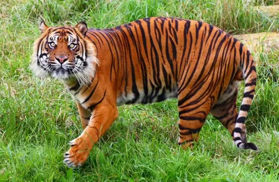 Самые большие тигры мира | Люби жизнь | Дзен
