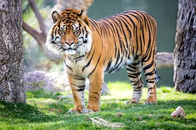 Самый большой тигр в природе - 67 фото