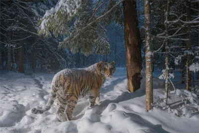 Самые большие тигры в мире: топ-10 наиболее крупных особей