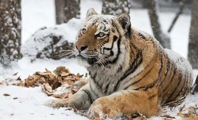 Тигр | Детям о животных | Некоммерческий учебно-познавательный  интернет-портал Зоогалактика