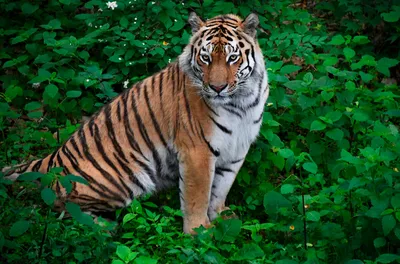 Экологический тур: По следу уссурийского тигра. | Туристическая компания  \"Новое тысячелетие\"