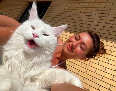 фото) Кот по кличке Кефир покорил всех в социальных сетях своими размерами  - #diez на русском