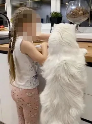 Как выглядит мейн-кун Кефир – самый большой кот в мире - Pets