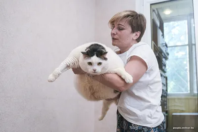 Самый большой в мире кот по …» — создано в Шедевруме