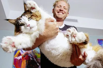 Самый большой в мире кот сидит на…» — создано в Шедевруме