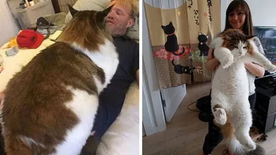 Самый толстый кот России» умер во Всемирный день кошек | РБК Life