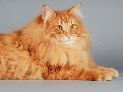 Самый крупный кот в мире: Геркулес | Нос, хвост, лапы | Дзен
