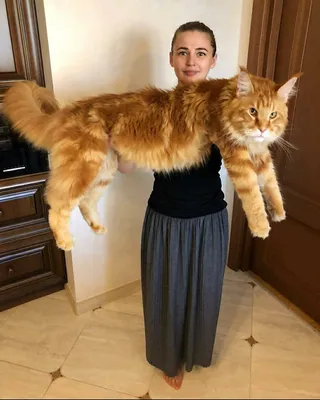 Самый большой в мире кот живет в России — познакомьтесь с мейн-куном по  имени Кефир - ЯПлакалъ