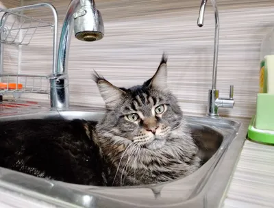 Самый большой кот в мире завёл Instagram | наши меньшие ❤ | Дзен