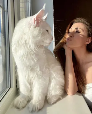 Кот Кефир — самый популярный кот России, фото мейн-куна, который весит 12,5  кг