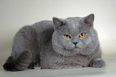 Коюки - самый недовольный кот в мире (9 фото)