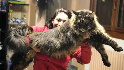 Самый большой и пушистый кот в …» — создано в Шедевруме
