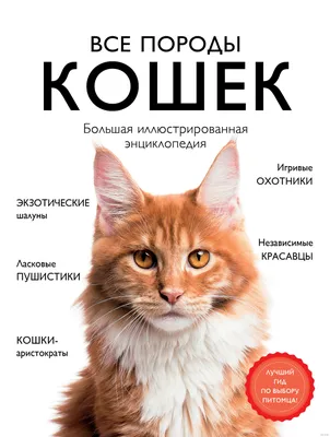 Удивленный кот Федя из Ростова стал звездой соцсетей - РИА Новости,  24.06.2021