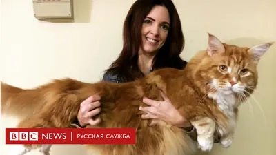 Самый длинный в мире кот\" хочет, чтобы его оставили в покое - BBC News  Русская служба