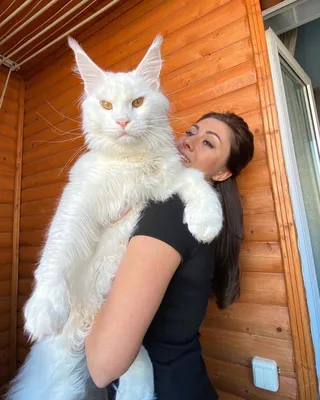 Как выглядит самый большой кот в мире, фото
