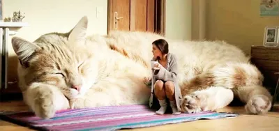 BB.lv: Мейн-кун Омар — самый длинный кот в мире