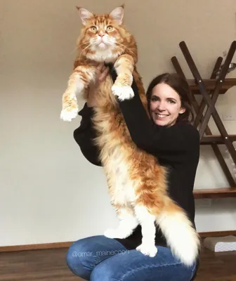 Самый большой кот в мире в книге рекордов Гиннеса